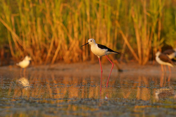 white ibis in the lake