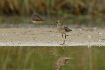 bird on the beach