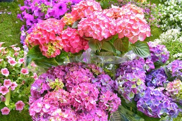 Beautiful flowering hydrangea bushes with beautiful multicolored flowers. Purple, pink, green and blue Hydrangea flower (Hydrangea macrophylla) blooming in a garden, selective focus. Summer hydrangea