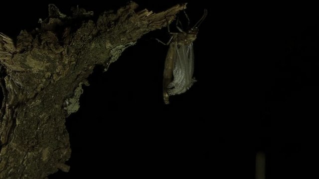 Antlion metamorphosis 1134 13