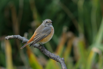 sparrow on a branch