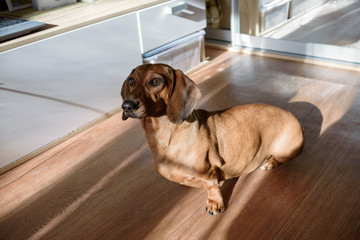 ginger Dachshund sitting on floor in the room, sun's rays falling through the window