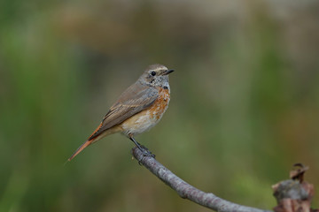 Fototapeta premium sparrow on a branch