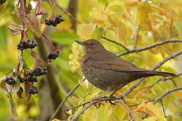 bird on a branch