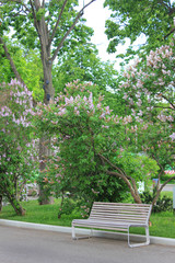Park bench at small city square with beautiful blooming lilac tree 