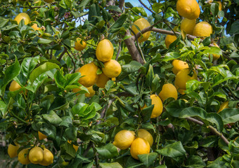 Loquat fruits (Eriobotrya japonica) . This ancient fruit rich in vitamins, minerals and anti-oxidants