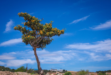 Loquat fruits (Eriobotrya japonica) . This ancient fruit rich in vitamins, minerals and...