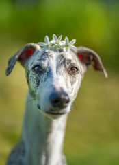 Whippet / Windhung Portrait mit Blumen auf dem Kopf