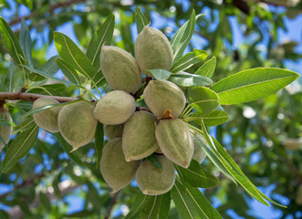 Unrape almond on a tree in Spanish forest. Prunus dulcis.