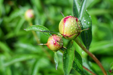 Green red unblown bud of peony paeonia with dew water drops growing in peonies flower garden, closeup view.