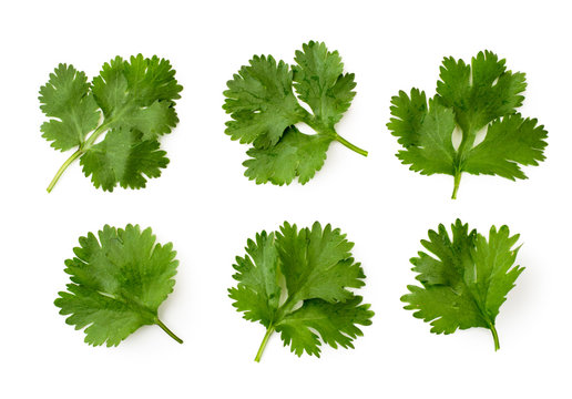 Set of cilantro leaves on a white, isolated. The form of the top.