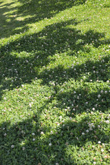 木の影が投影された野原の草花