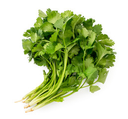 Fresh cilantro leaves on a white. The form of the top.