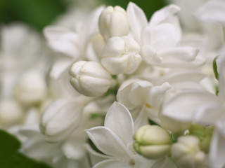 White lilac flowers with buds for a background, spring garden, syringe vulgaris