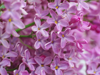 Sweet violet Lilac flowers for background. Sweet Lilac. Lilac flowers. Green branch with spring lilac flowers