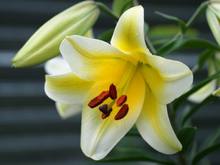 Closeup orange red yellow white Lily flowers in a garden bed, Macro shot, Pistil and stamen and bud and drop scent oil.