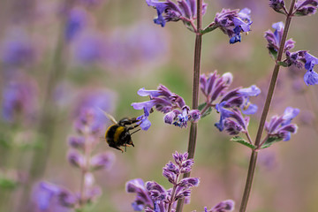 Bumblebee & Lavander 004