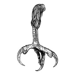 Bird eagle feet, stylized drawing. Decorative drawn crow foot. Hawk leg totem, magic spells supplies. Black and white drawing by hand. Witchcraft ritual, voodoo, attribute. Illustration for Halloween.