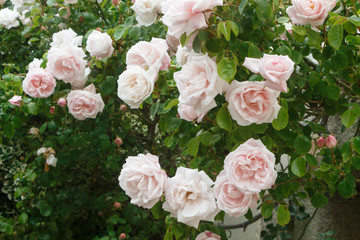 Obraz na płótnie Canvas Pink rose in a garden during spring