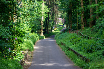 woodland road