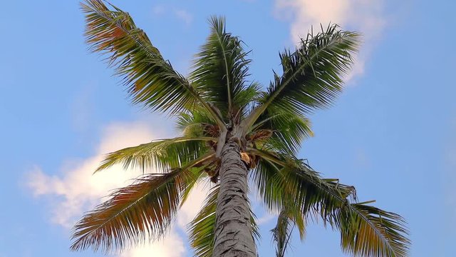 Coconut palm tree against blue sunny sky
