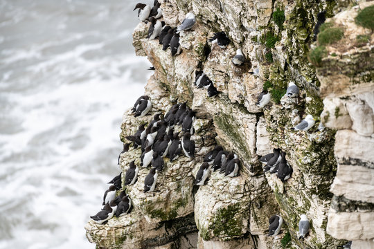Seabirds nesting a Bempton Cliffs, Yorkshire