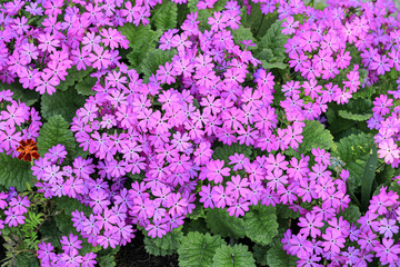 Obraz premium Purple primrose flowers on the flower bed