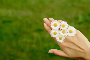 Flowers in a female hand. Summer time. Spring vibes