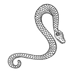 Fototapeta premium Snake drawing illustration. Black serpent isolated on a white background tattoo design. Venomous reptile, drawn witchcraft, voodoo magic attribute for Halloween. Vector.