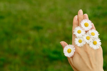 Flowers in a female hand. Summer time. Spring vibes