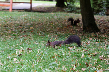 Brown squirrel in the park