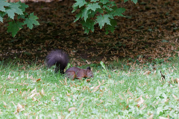 Brown squirrel in the park