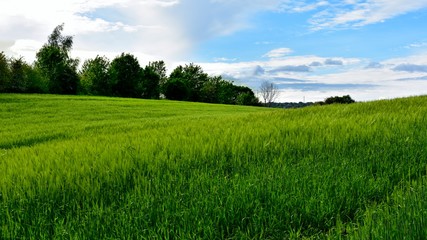 green field and blue sky