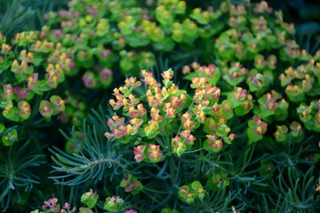 Cypress Euphorbia at the time of flowering in the garden close-up