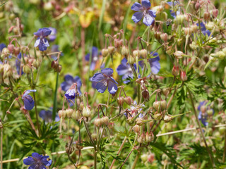 Floraison bleu ou mauve de Géranium des prés (Geranium pratense)