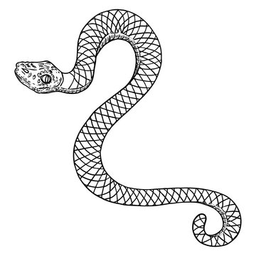 Snake drawing illustration. Black serpent isolated on a white background tattoo design. Venomous reptile, drawn witchcraft, voodoo magic attribute for Halloween. Vector.