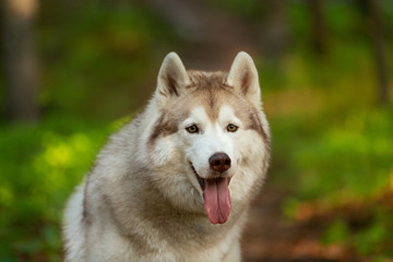 Beautiful and cute Siberian Husky dog sitting in the forest at golden sunset in spring
