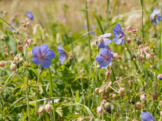 Floraison bleu ou mauve de Géranium des prés (Geranium pratense)