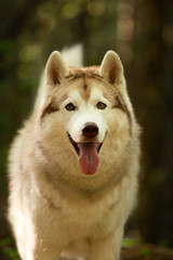 Lovely and cute Siberian Husky dog standing in the forest at golden sunset in spring