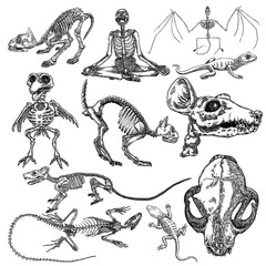 Alchemy symbol elements set. Skeletons and skulls of bird, cat, human, vampire bat, rat, mouse, lizard. Spiritual occultism and chemistry, magic tattoo sketch. Hand drawing Vector.
