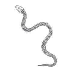 Snake drawing illustration. Black serpent isolated on a white background tattoo design. Venomous reptile, drawn witchcraft, voodoo magic attribute for Halloween.  Vector.