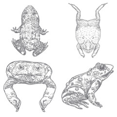 Set of various frogs,  poison toads hand drawing, black witchcraft, voodoo magic attribute. Illustration for Halloween. Vector.