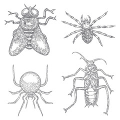 Alchemy symbol elements set. Insects, fly, spiders, cockroach. Spiritual occultism chemistry, magic tattoo sketch. Hand drawing Vector.