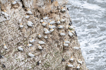 Seabirds Nesting, Bempton Cliffs, Yorkshire
