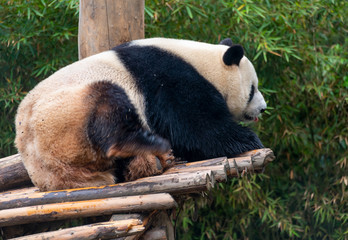 The daily life of a giant panda at Chengdu Panda Base.