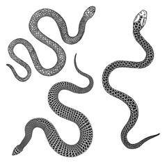 Set of snakes drawing illustration. Black serpent isolated on a white background tattoo design. Venomous reptile, drawn witchcraft, voodoo magic attribute for Halloween.  Vector.