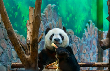 The daily life of a giant panda at Chengdu Panda Base.