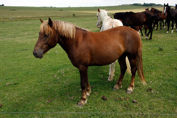 Horses on the pasture