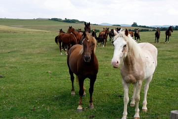 Horses on the pasture