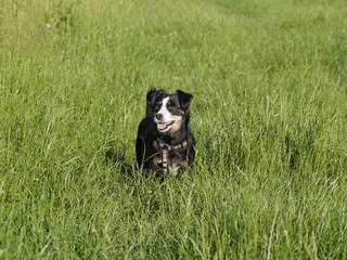 cute small dog in grass